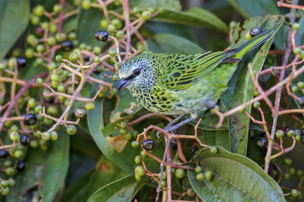 Spotted Tanager (Tangara punctata) perched on a branch in Manu National Park, Peru
