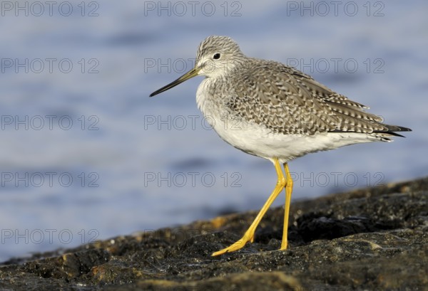 Greater Yellowlegs (Tringa melanoleuca), British Columbia, Canada