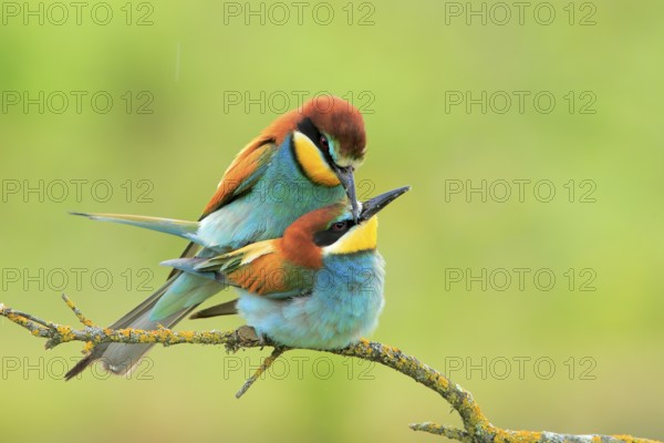 European Bee-eater (Merops apiaster) pair mating, Andalusia, Spain
