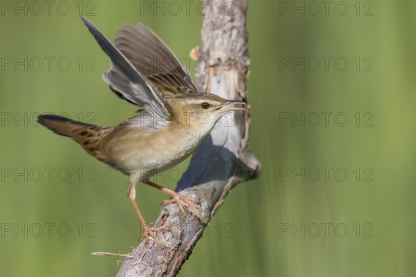 Pallas's Grasshopper Warbler - Streifenschwirl - Locustella certhiola ssp. centralasiae, Kazakhstan