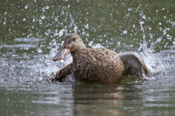Northern Shoveler (Spatula clypeata) female bathing, Mecklenburg-Western Pomerania, Germany