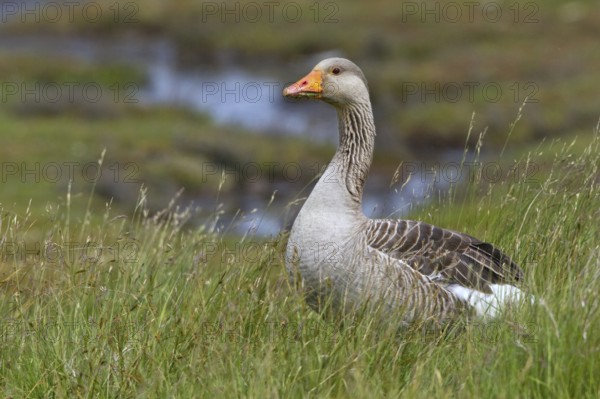 Greylag Goose (Anser anser) foraging, Texel, Netherlands