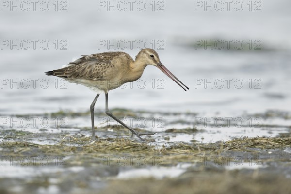 Black-tailed Godwit (Limosa limosa melanuroides) juvenile foraging at shoreline, Dornod-Aimag, Mongolia