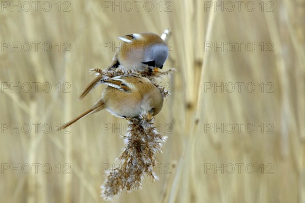 Bearded Reedling (Panurus biarmicus) pair feeding on reed, Mecklenburg-Western, Pomerania, Germany