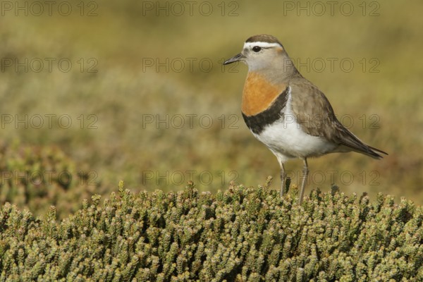 Rufous-chested Dotterel (Charadrius modestus) on the ground in the Falkland Islands