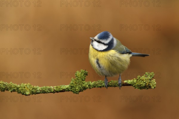 Eurasian Blue Tit (Cyanistes caeruleus), Utrecht, Netherlands