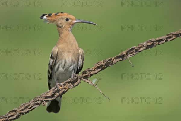 Eurasian Hoopoe (Upupa epops) perched on a branch, Aosta Valley, Italy