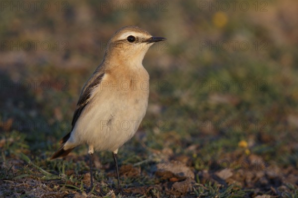 Isabelline Wheatear (Oenanthe isabellina), Greece