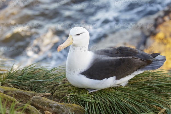 Black-browed Albatross (Thalassarche melanophris) at a nesting colony in the Falkland Islands