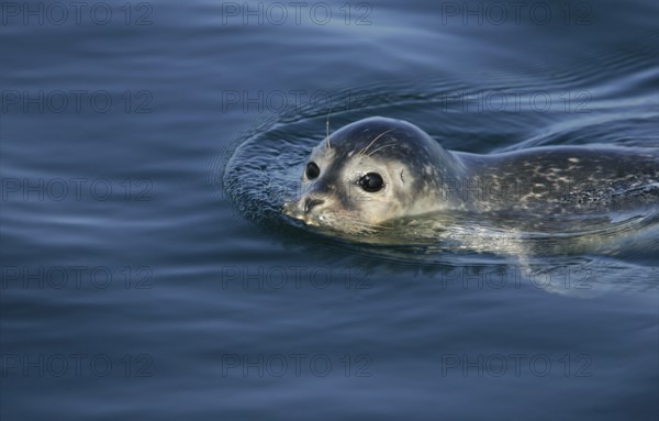 Europäischer Seehund (Phoca vitulina) schwimmt an Wasseroberfläche, Nordsee, offshore, Deutschland