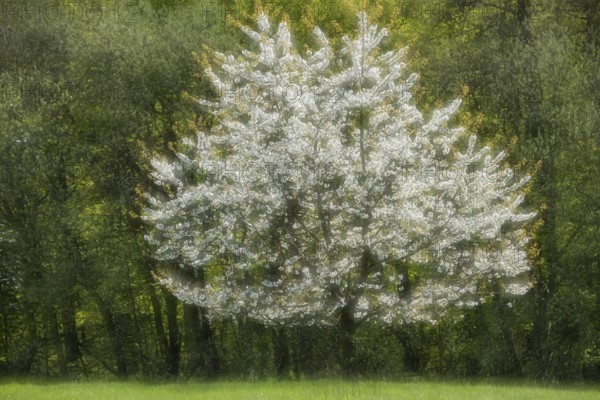 Blooming Cherry Tree, Ruegen Island, Mecklenburg-Western Pomerania, Germany