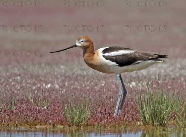 American Avocet (Recurvirostra americana), Saskatchewan, Canada