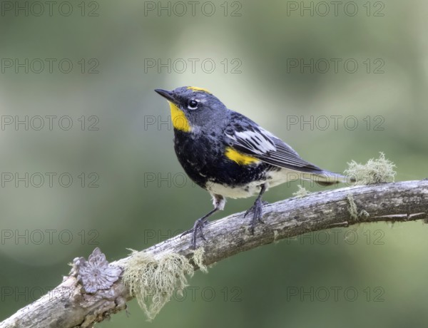 Yellow-rumped Warbler, (Audubon's Race) Setophaga coronata, perched on a branch in Cypress Hills Inter-Provincial Park, Saskatchewan