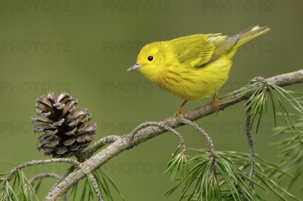 American Yellow Warbler (Setophaga aestiva), Texas, USA