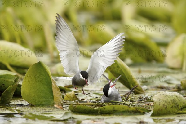 Whiskered Tern (Chlidonias hybrida) male feeds female on nest, Danube Delta, Romania