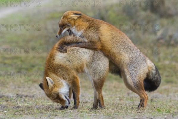 Red Fox (Vulpes vulpes) pair fighting and playing, Netherlands
