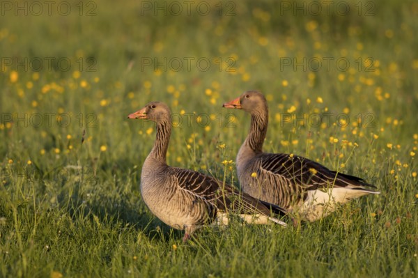 Greylag Goose (Anser anser), North Rhine-Westphalia, Germany
