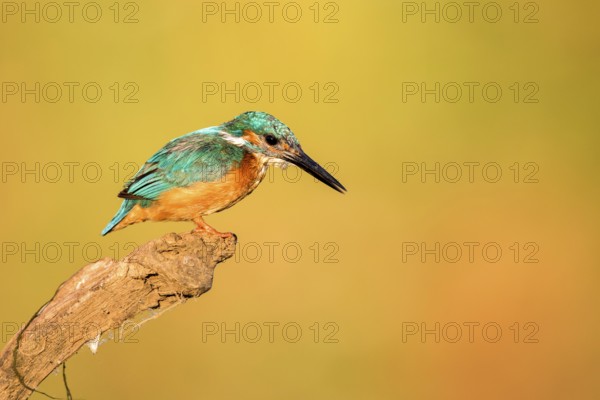Common Kingfisher (Alcedo atthis) perched on a branch, Andalusia, Spain