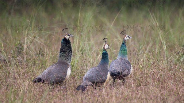 Indian Peafowl (Pavo cristatus) female, group, Kanha National Park, India