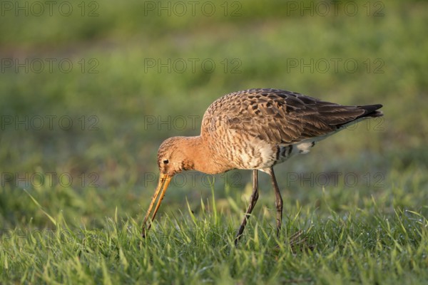 Uferschnepfe (Limosa limosa), Black-tailed Godwit, bei der Nahrungssuche, April, Insel Texel, Nordholland, Nordsee, Niederlande