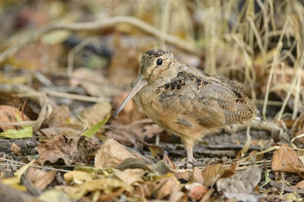 American Woodcock (Scolopax minor), Texas, USA
