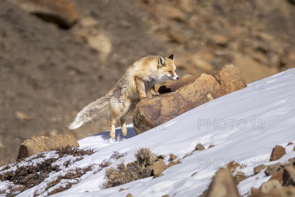 Tibetan red fox (Vulpes vulpes montana), Himalayas, Spitital, Kaza, Himachal Pradesh, India