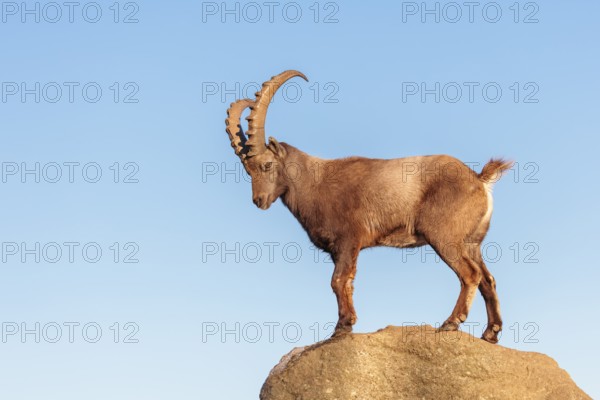 A male ibex (Capra ibex) stands on a rock in the warm evening light. A blue sky can be seen in the background. Carinthia, Austria
