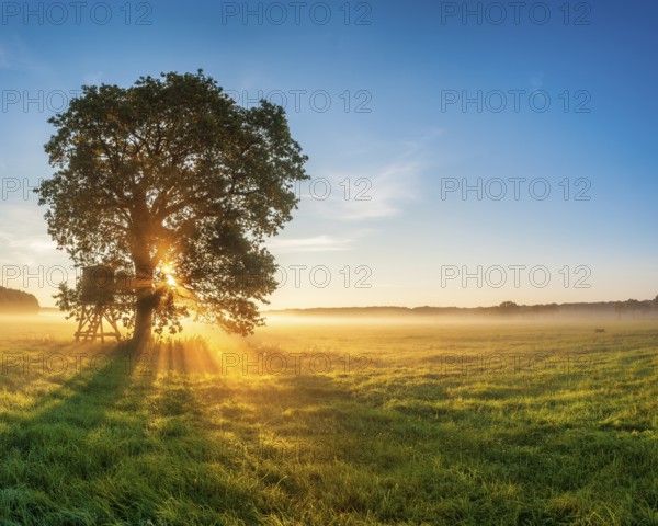 Solitary oak and raised hide in a meadow with dew at sunrise in the morning mist, sun shining through the foliage, Altmark, Saxony-Anhalt, Germany