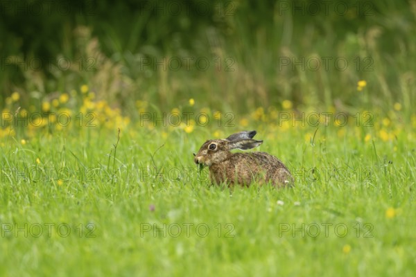 European hare (Lepus europaeus), Vulkaneifel, Rhineland-Palatinate, Germany