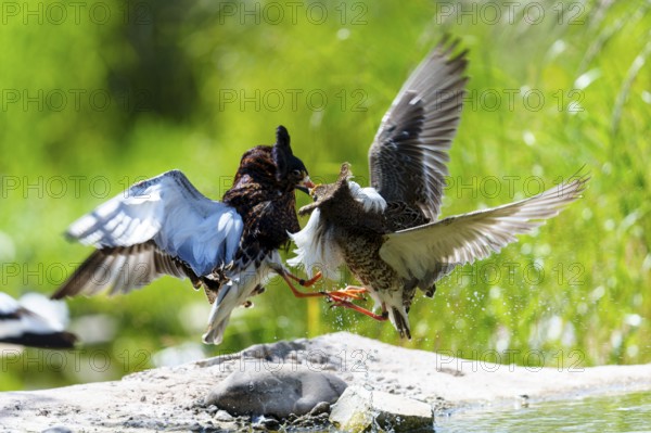 Two fighting birds in the air, with feathers and water droplets in a green environment, ruff (Calidris pugnax, Syn.: Philomachus pugnax), courtship display, France