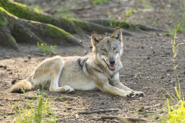Eurasian wolf (Canis lupus lupus) in a forest, Hesse, Germany