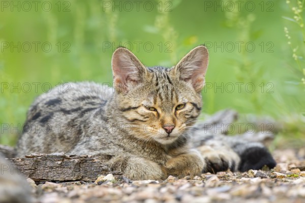 European wildcat (Felis silvestris silvestris) lying on the ground, Hesse, Germany