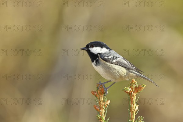 Fir tit (Parus ater), sitting on the top of a young spruce, European spruce (Picea abies), Wilnsdorf, North Rhine-Westphalia, Germany