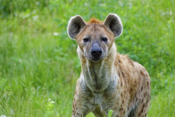 Animal portrait, spotted hyena (Crocuta crocuta), attentive, captive, distribution sub-Saharan Africa