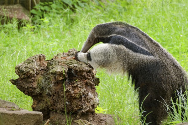 Giant anteater (Myrmecophaga tridactyla), adult, captive, searching for ants, occurrence Forests, savannah, swamps, thorn bush steppe, South America