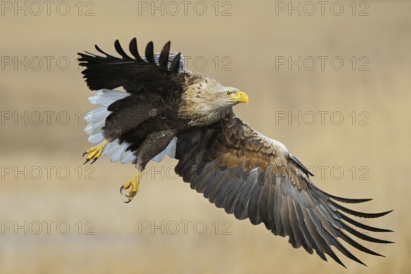 Powerful... European white-tailed eagle (Haliaeetus albicilla), largest native bird of prey, impressive adult eagle, fully coloured, powerful adult bird in flight, frontal action shot from the side, beautiful, harmonious brown-beige colours, clear light, very detailed, native nature, Mecklenburg-Western Pomerania, Germany, Western Europe
