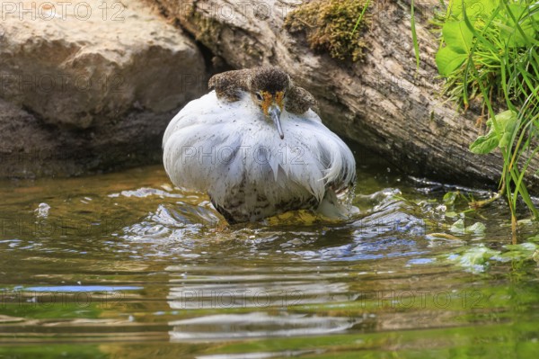Bird standing in water, surrounded by natural environment, ruff (Calidris pugnax, Syn.: Philomachus pugnax), courtship display, France