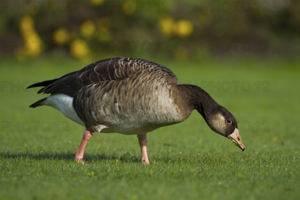 Hybrid: Greylag Goose x Canada Goose (Anser anser x Branta canadensis), Bavaria, Germany