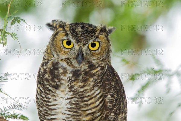 Great Horned Owl Bubo virginianus Tucson, Arizona, United States 10 August Adult Strigidae