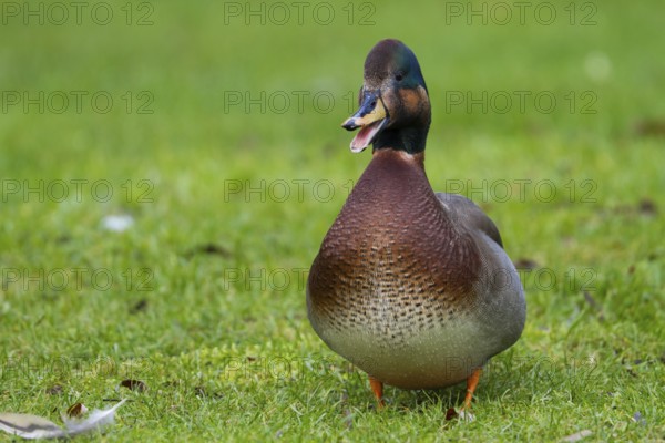 Hybrid: Gadwall x Mallard (Mareca strepera x Anas platyrhynchos) Bavaria, Germany