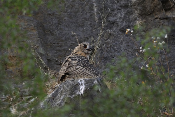 Eurasian Eagle-Owl (Bubo bubo) juvenile perched on a stone, North Rhine-Westphalia, Germany