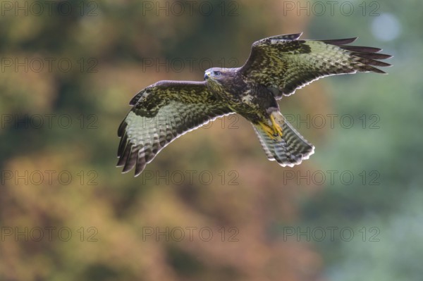 Common Buzzard (Buteo buteo) flying, Lower Saxony, Germany