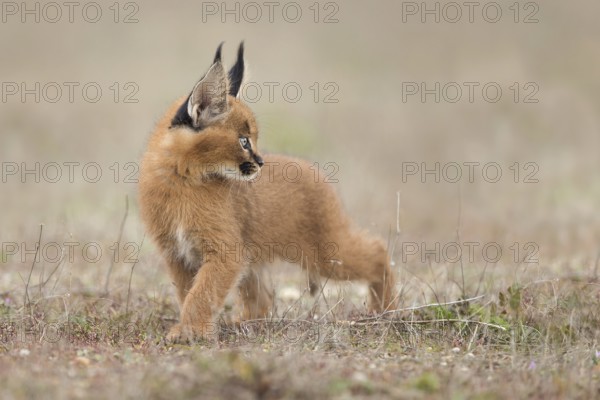 Caracal (Caracal caracal) cub walking, Castile-La Mancha, Spain