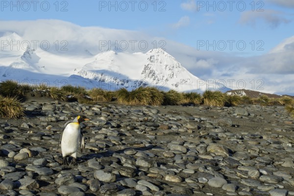 King Penguin (Aptenodytes patagonicus) perched on a rocky beach on South Georgia Island