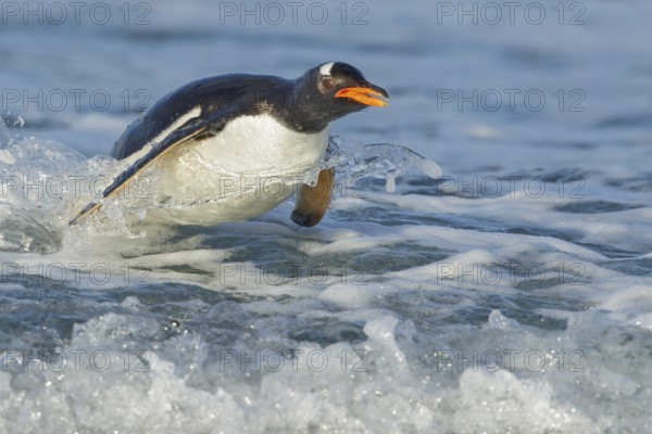 Gentoo Penguin (Pygoscelis papua) returning to land through the waves in the Falkland Islands