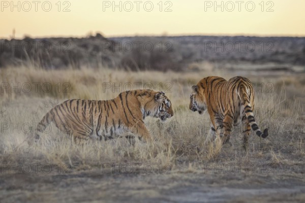 Bengal Tiger (Panthera tigris) two females fighting, captive, Philippolis, South Africa