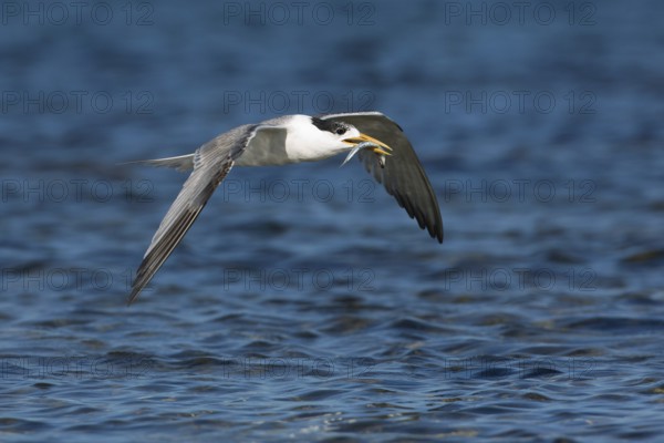 Greater Crested Tern (Thalasseus bergii) flying with fish in beak, Victoria, Australia
