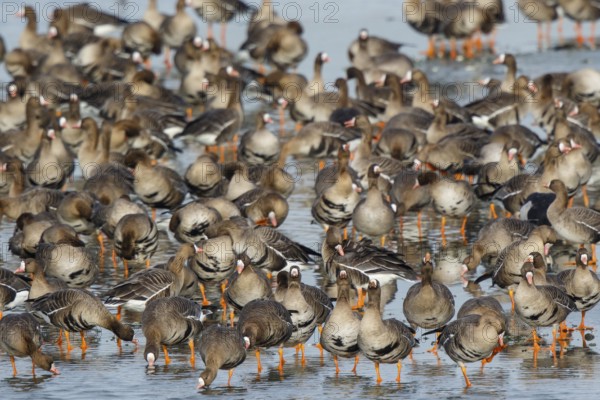 Greater White-fronted Goose (Anser albifrons) huge flock resting in water, North Rhine-Westphalia, Germany
