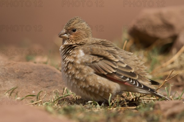 Eurasian Crimson-winged Finch (Rhodopechys sanguineus) male, Morocco