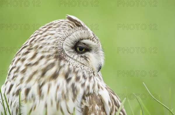 Short-eared Owl (Asio flammeus), Emilia-Romagna, Italy